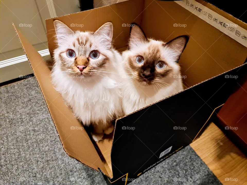 Siblings Sacred Birman cats sitting in the box and looking to the camera