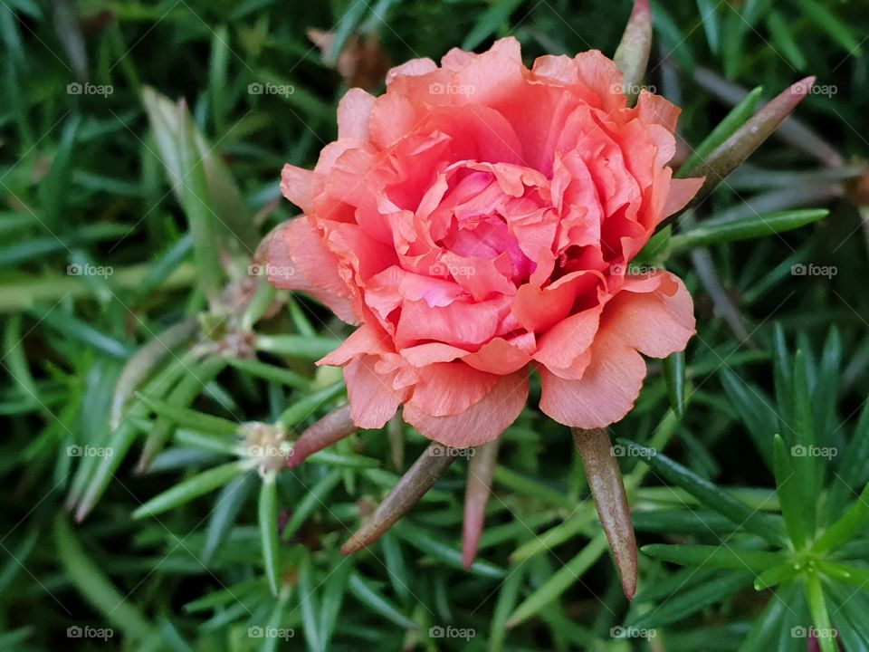 the Portulaca Grandiflora