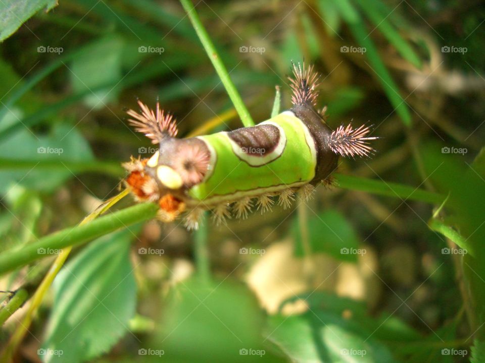 Exotic green caterpillar 