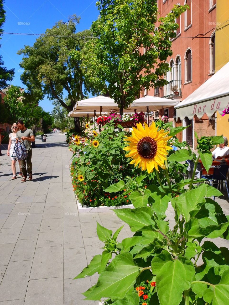 Sunflower in the city