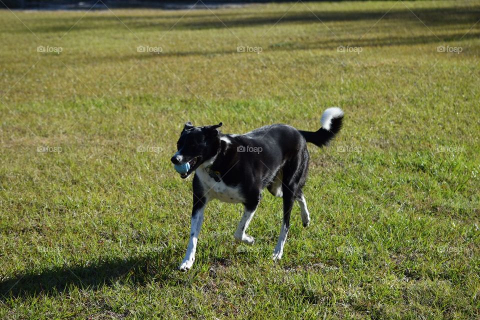 Let's play again. Uber the puppy is ready for another round of fetch!