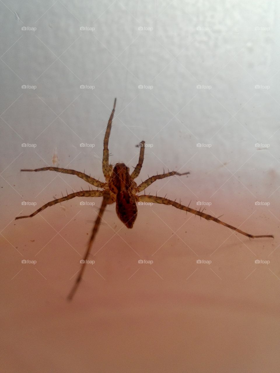 spider