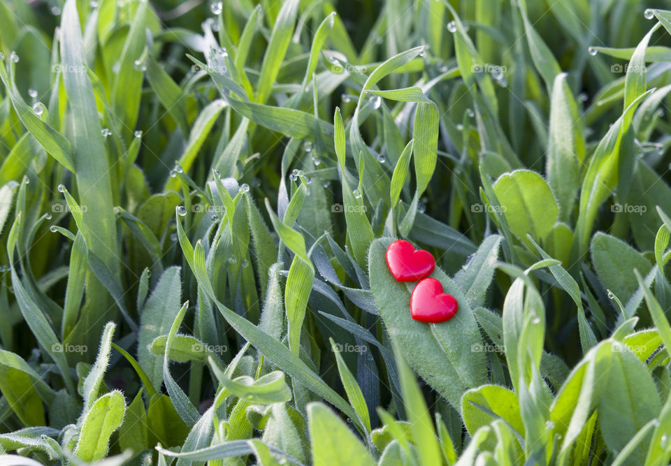 A red hearts heart on the grass with 
dew drops. spring love concept