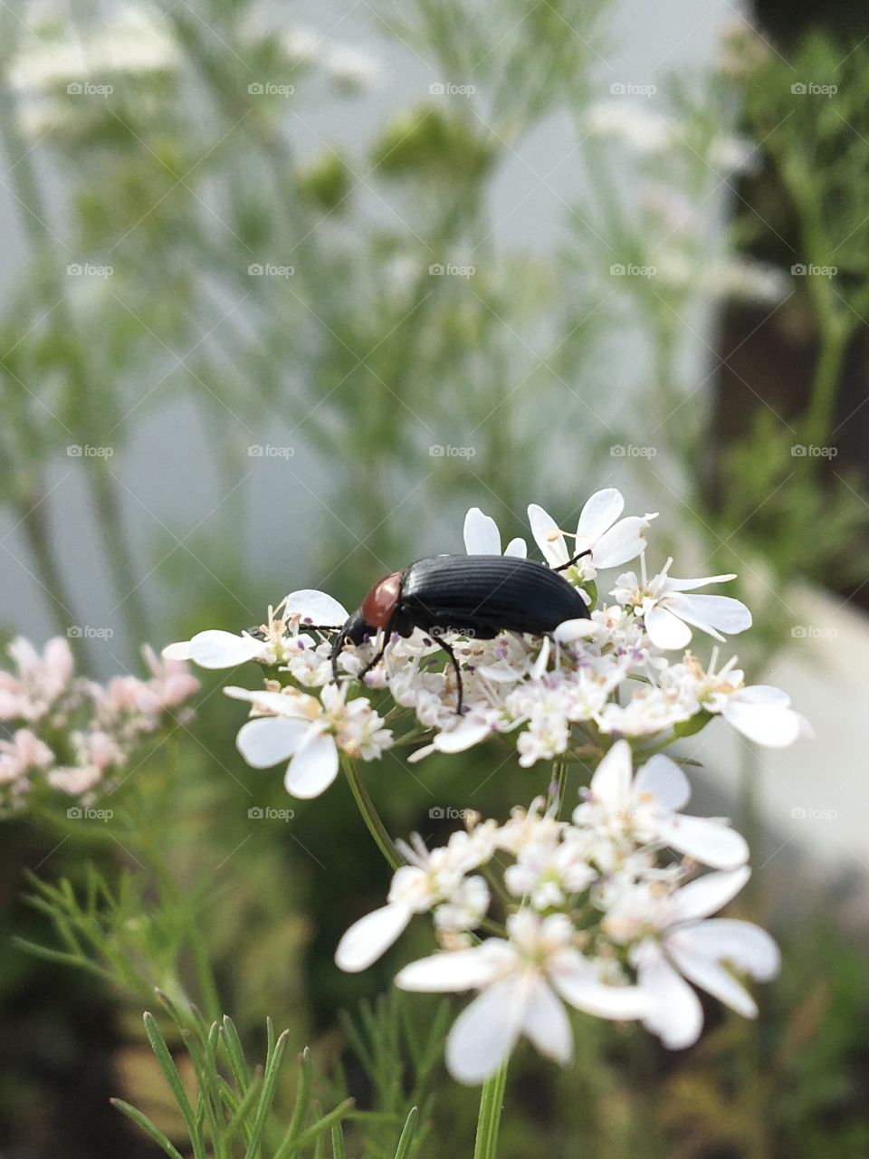 Insect on white coriander flower