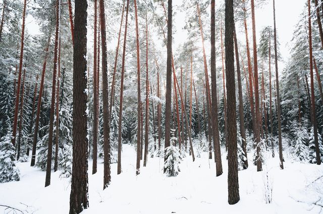 Seul dans la Neige