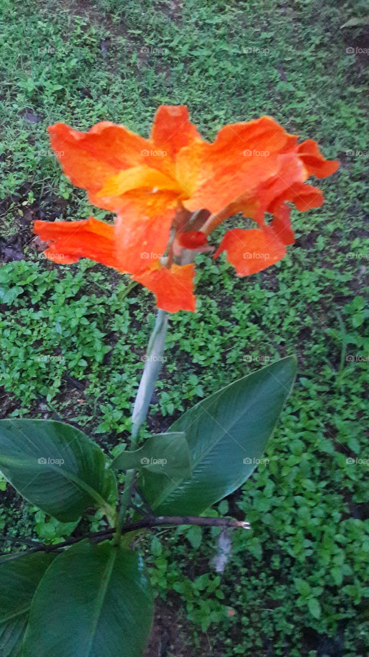 orange flowers