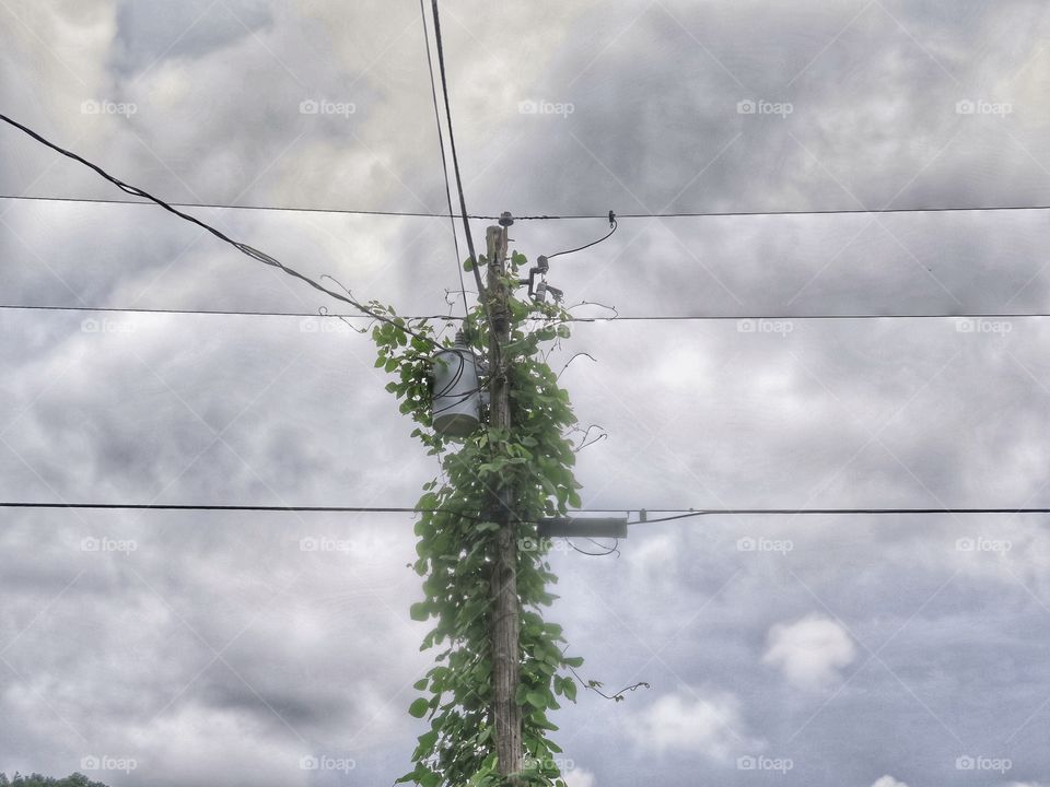 telephone pole green plant growth