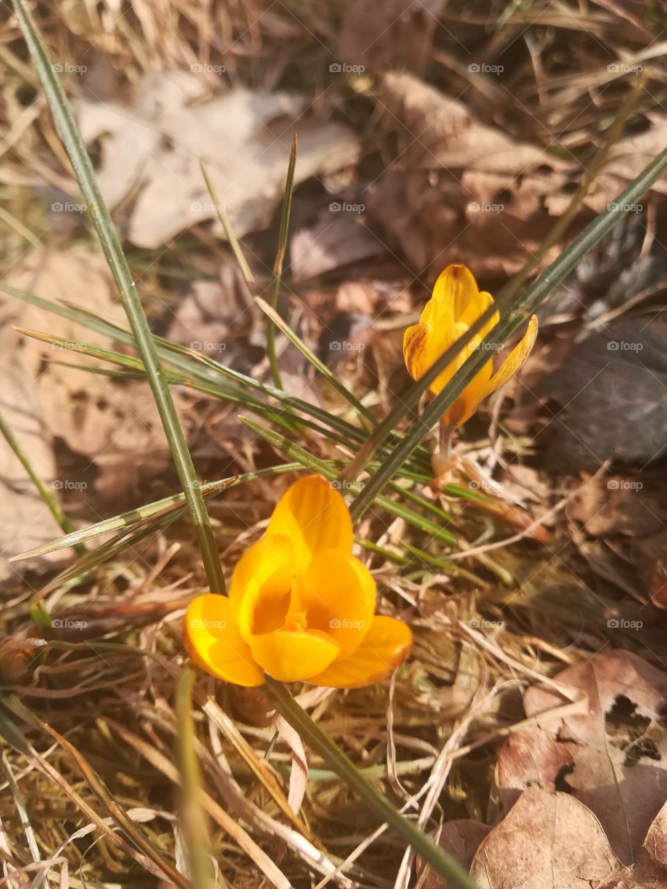 Crocus