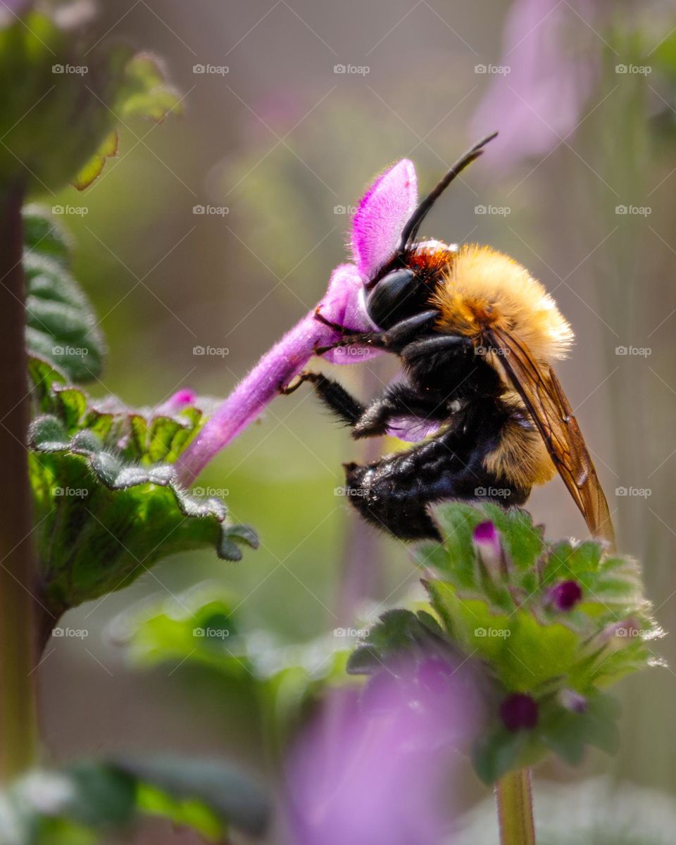 Bumblebee happily buzzing around, spreading joy with its pollination efforts. 