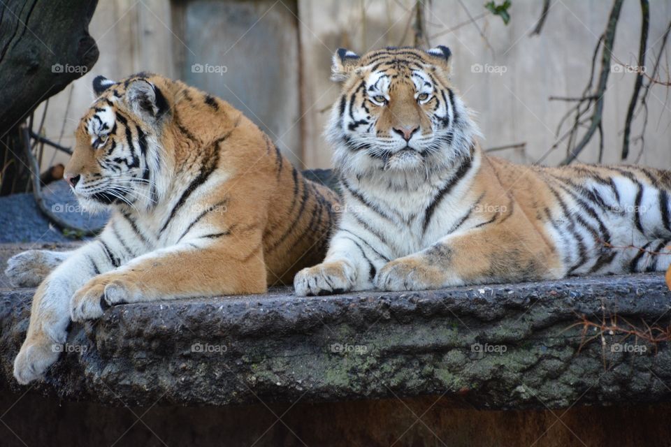 Tigers watching over the pride