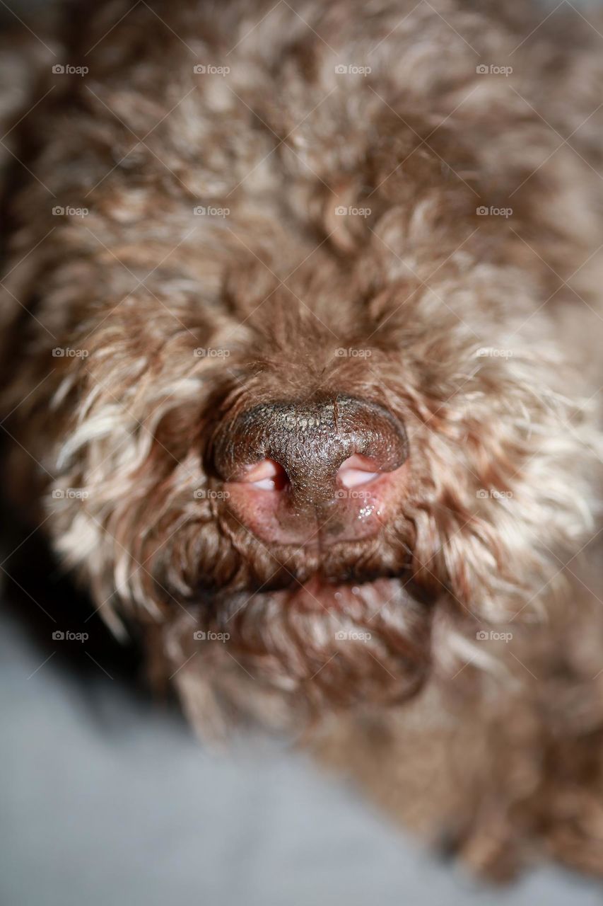 Lagotto Romagnolo truffle buddie summer searching for black gold close up background brawn cute face lovely friend animals photography