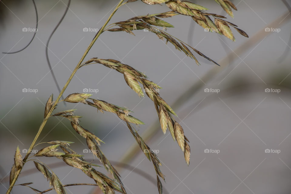 Sea oats
