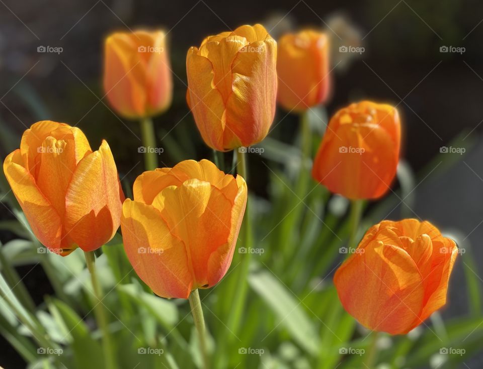 First signs of spring in my backyard.