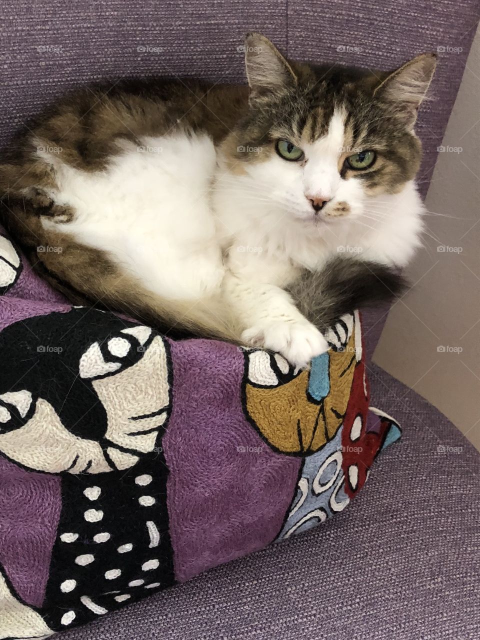 Cat on cushion