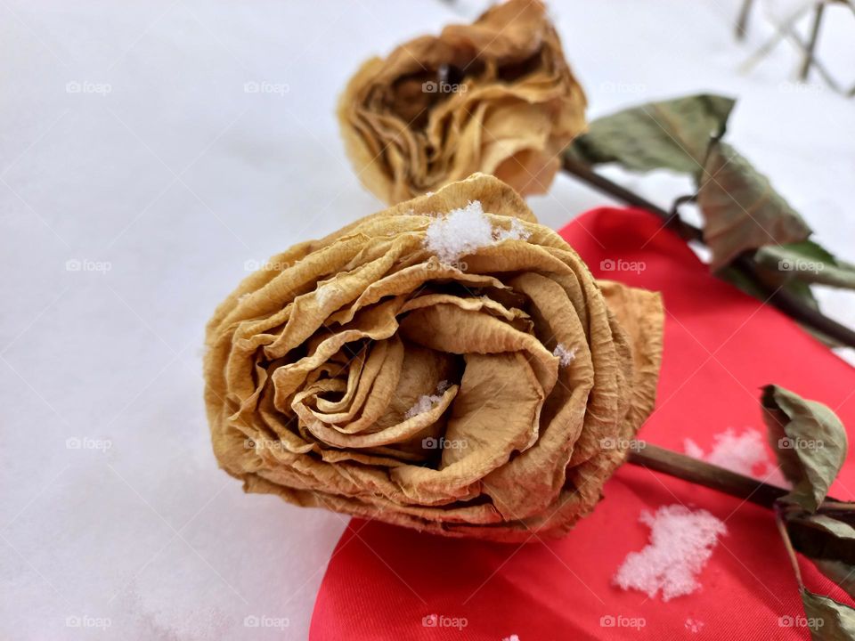 withered rose in the snow.