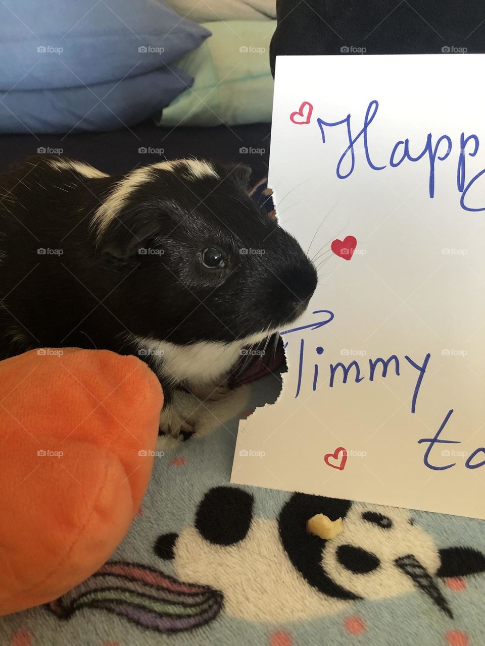 Timmy chewing his Birthday poster . Card Happy 4 th Birthday  