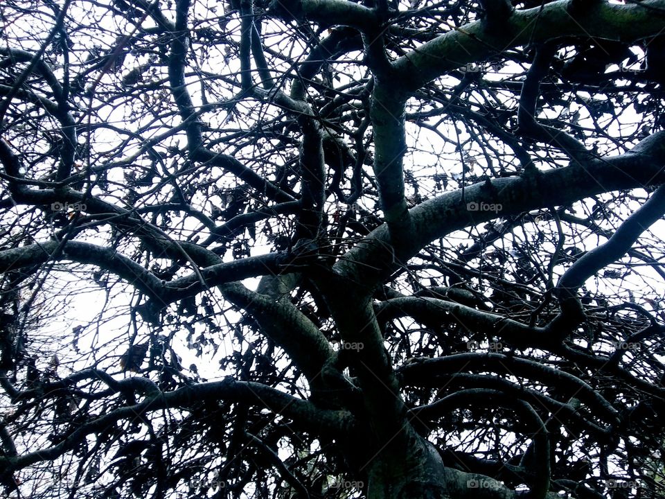 tangled branches