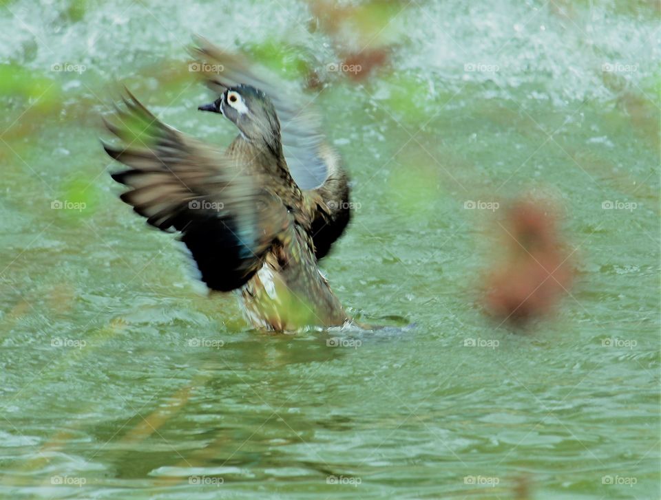 a duck in a pond flapping its wings