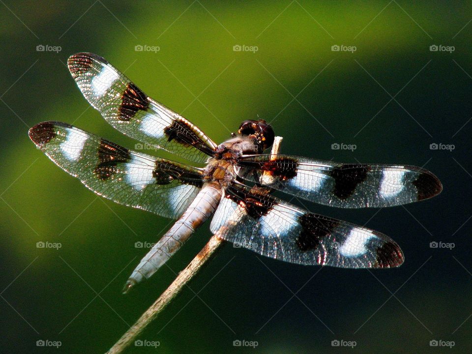 dragonfly