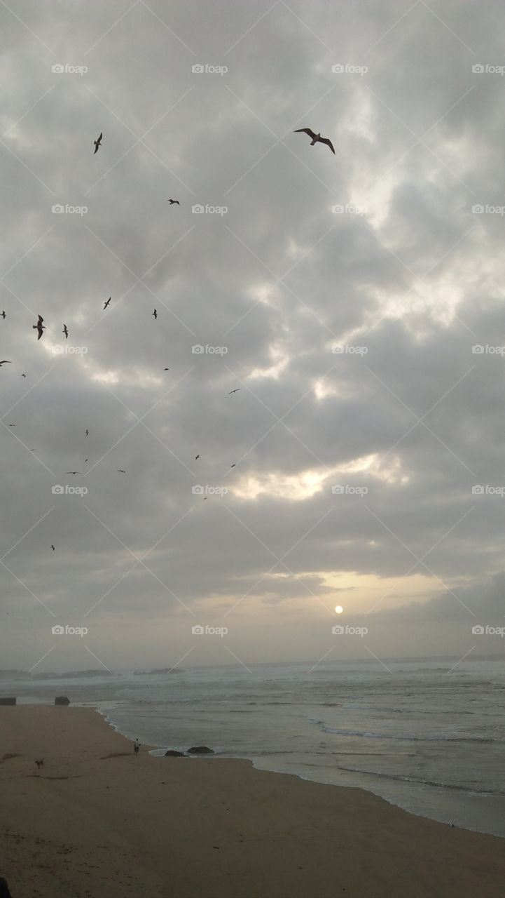 flock of seagulls flying into foggy sky.