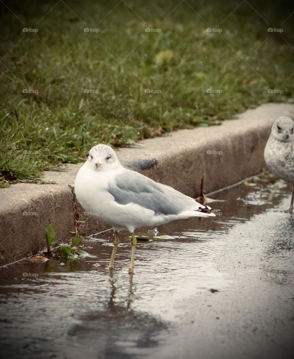 Two birds looking to the side. Look like they are posing for the camera!