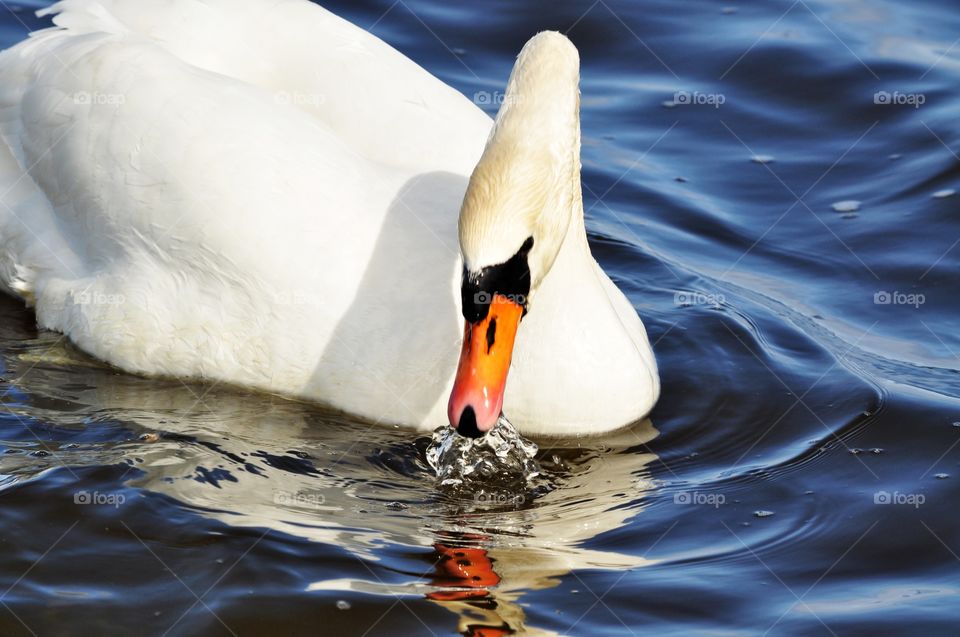 pure white swan in the Baltic sea in Poland