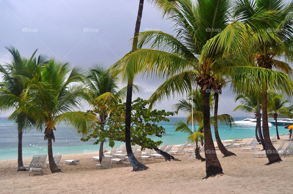 beautiful beach with palms on Dominican republic