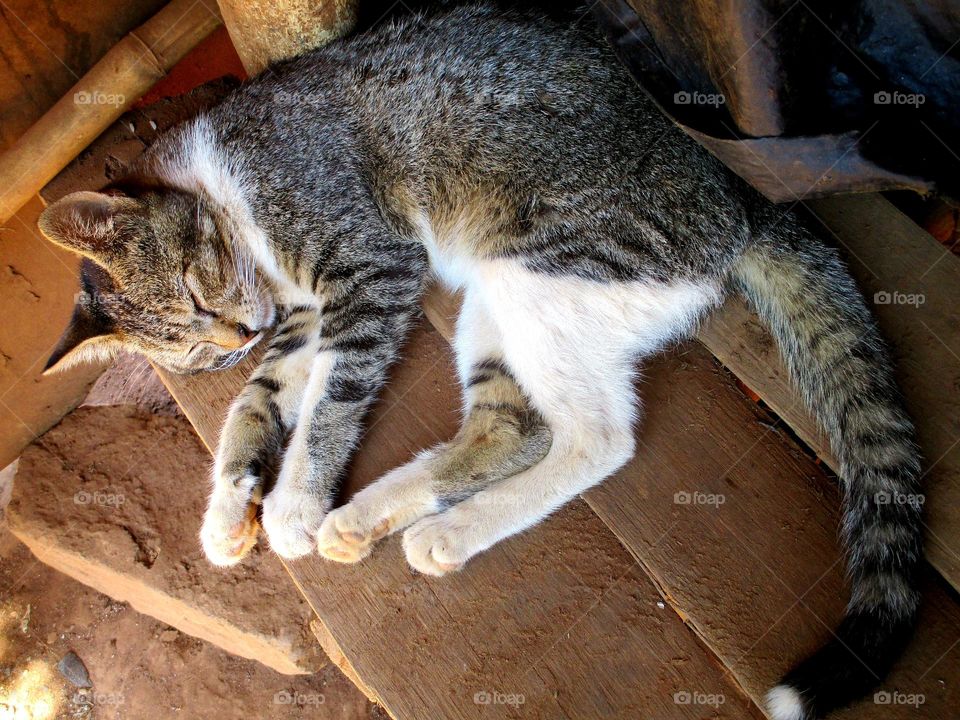 Lasy tabby Cat sleeping