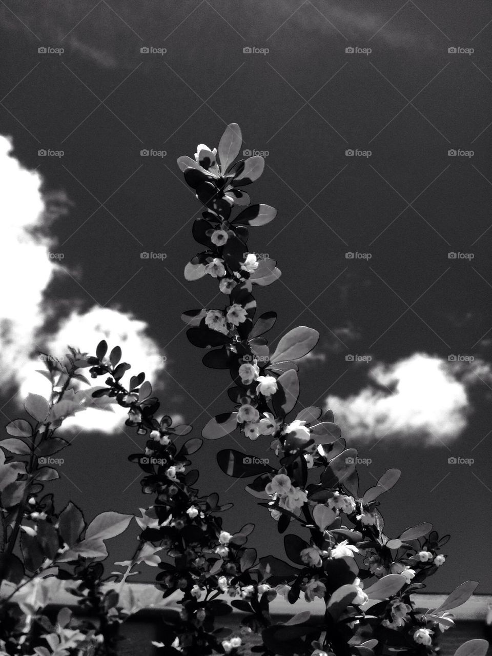 sky flowers clouds black and white by jmh