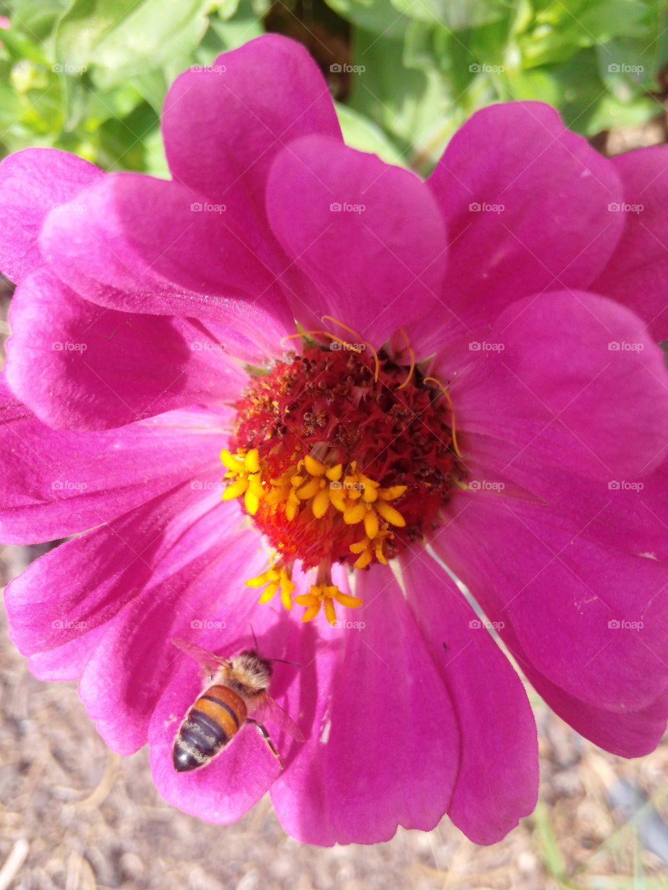 Bee on flower