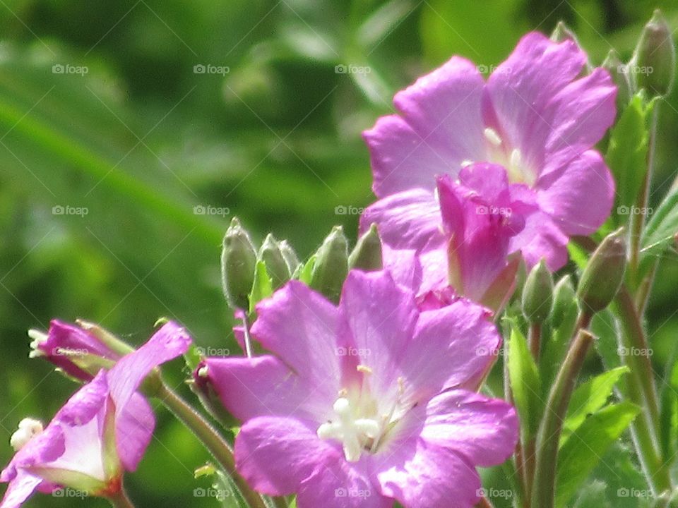 Willowherb