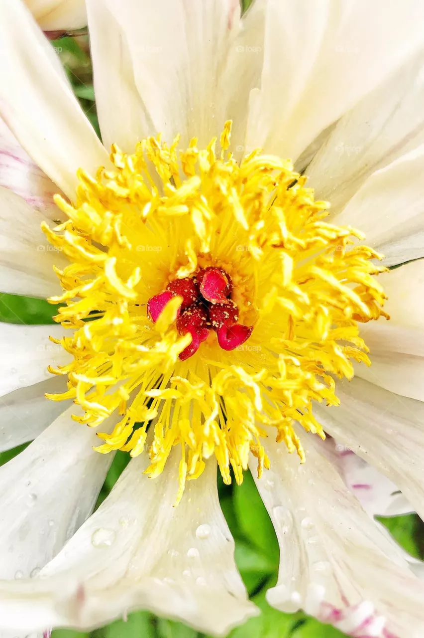 Pollen