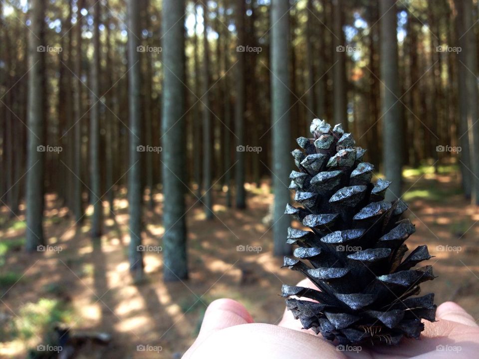Pine cone and palm 