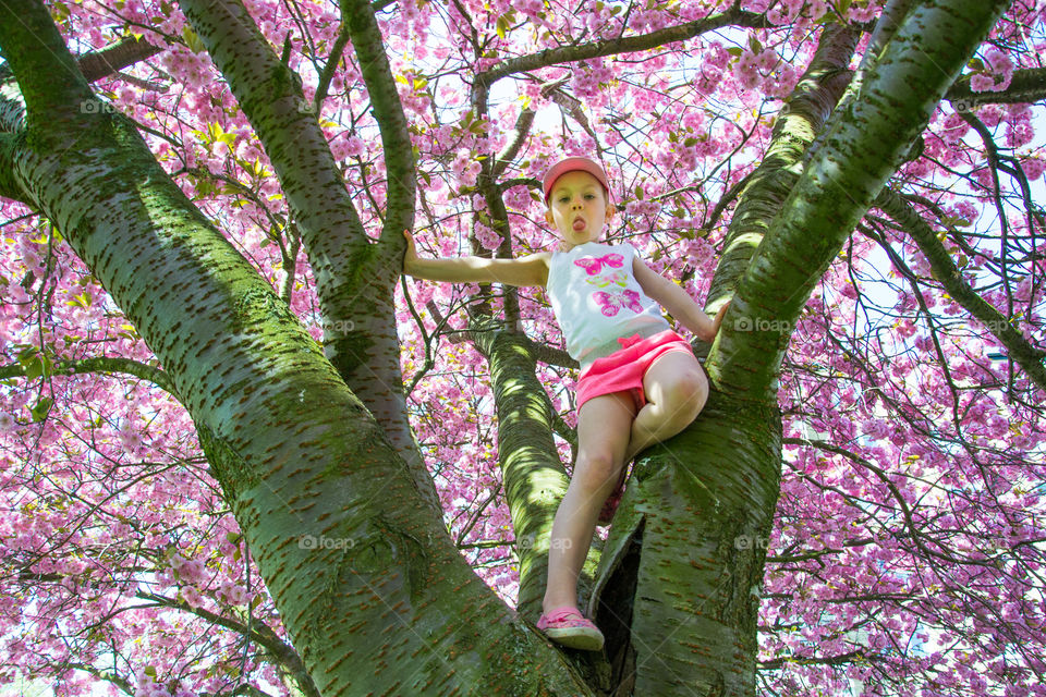 Youn girl of five years old is climbing a blossom cherry tree in Malmö Sweden.