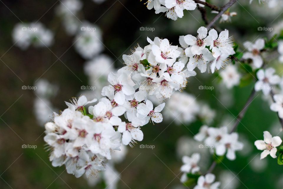 Confetti Blossom . Cluster of Blossom