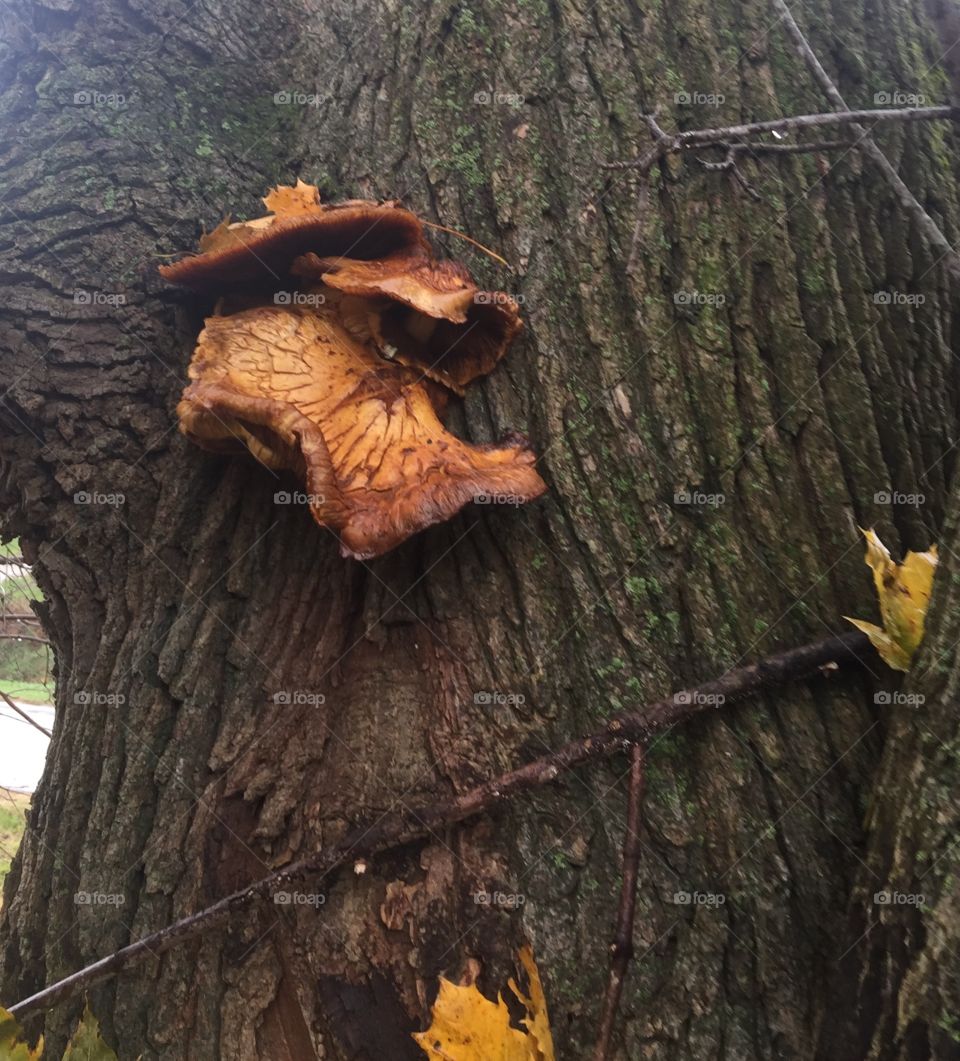 Fall fungus on our tree