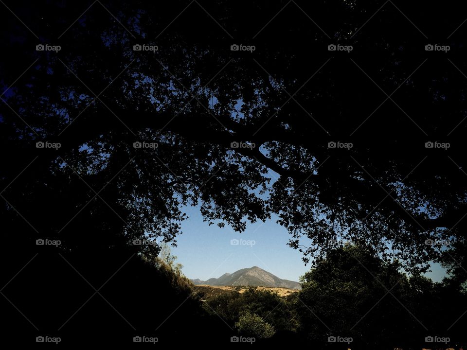 A view through the trees in Ojai, CA.