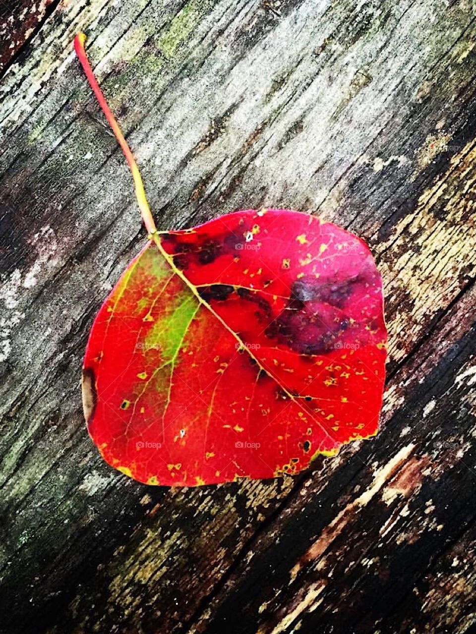Single red multicolored fall leaf on a weathered piece of wood
