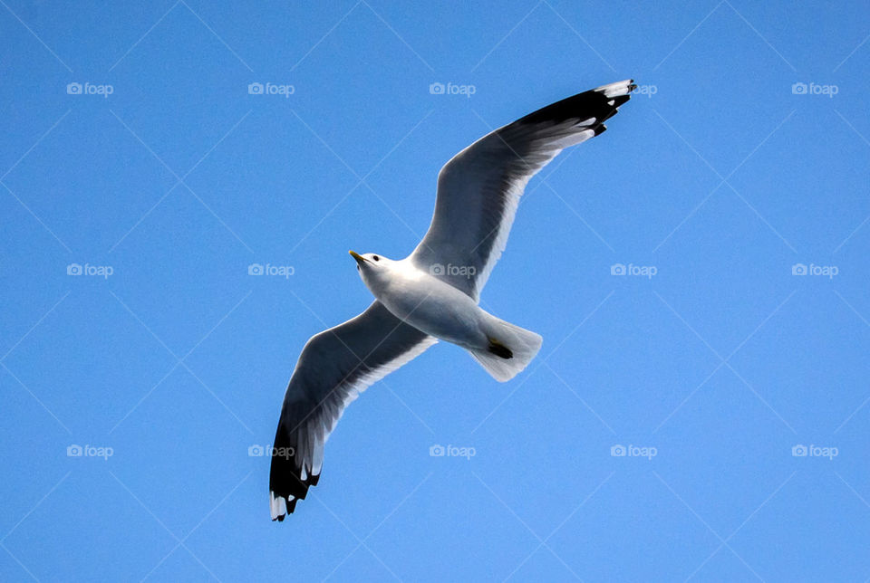 seagull