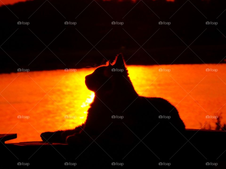 Lazy kitty at sunset