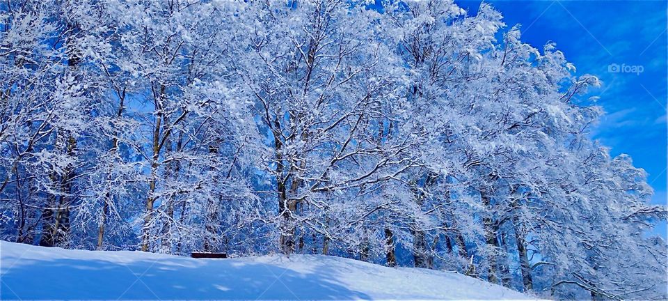 These beautiful trees are now heavily laden with snow during the cold season at “Kochel am See”, “Kochel at the Lake”, a small township north of the “Alps” in “Bavaria”, Germany known for its natural hot geyser springs. 2024. Hypnotic Productions