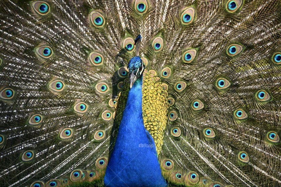 Pavo Real
Peacock