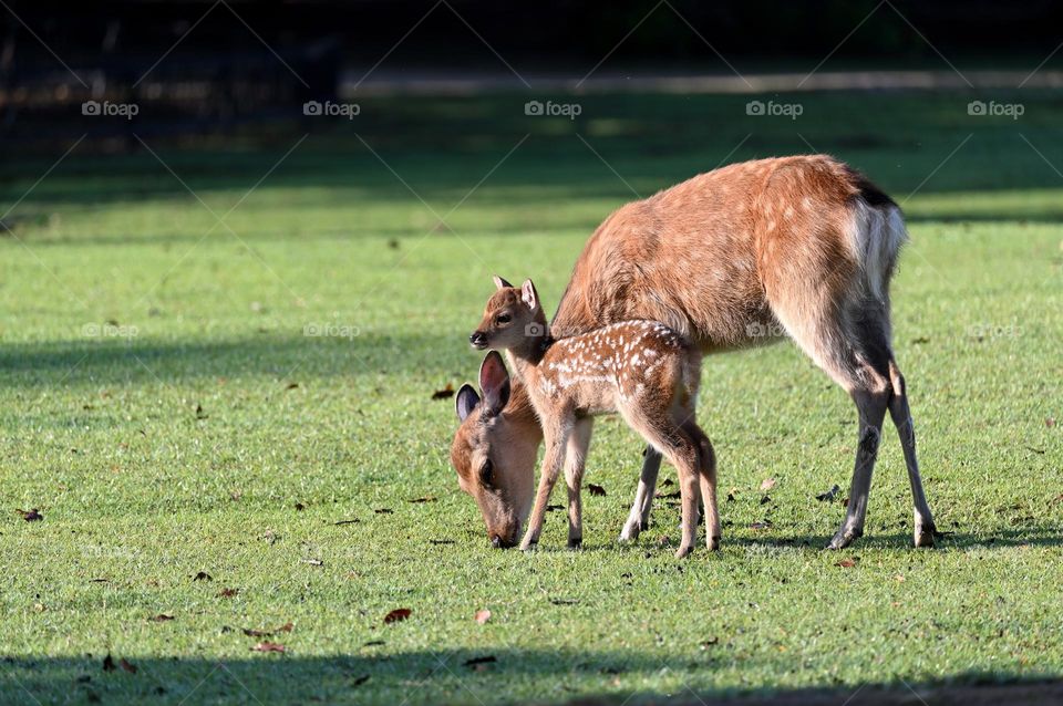 Beautiful skika deer