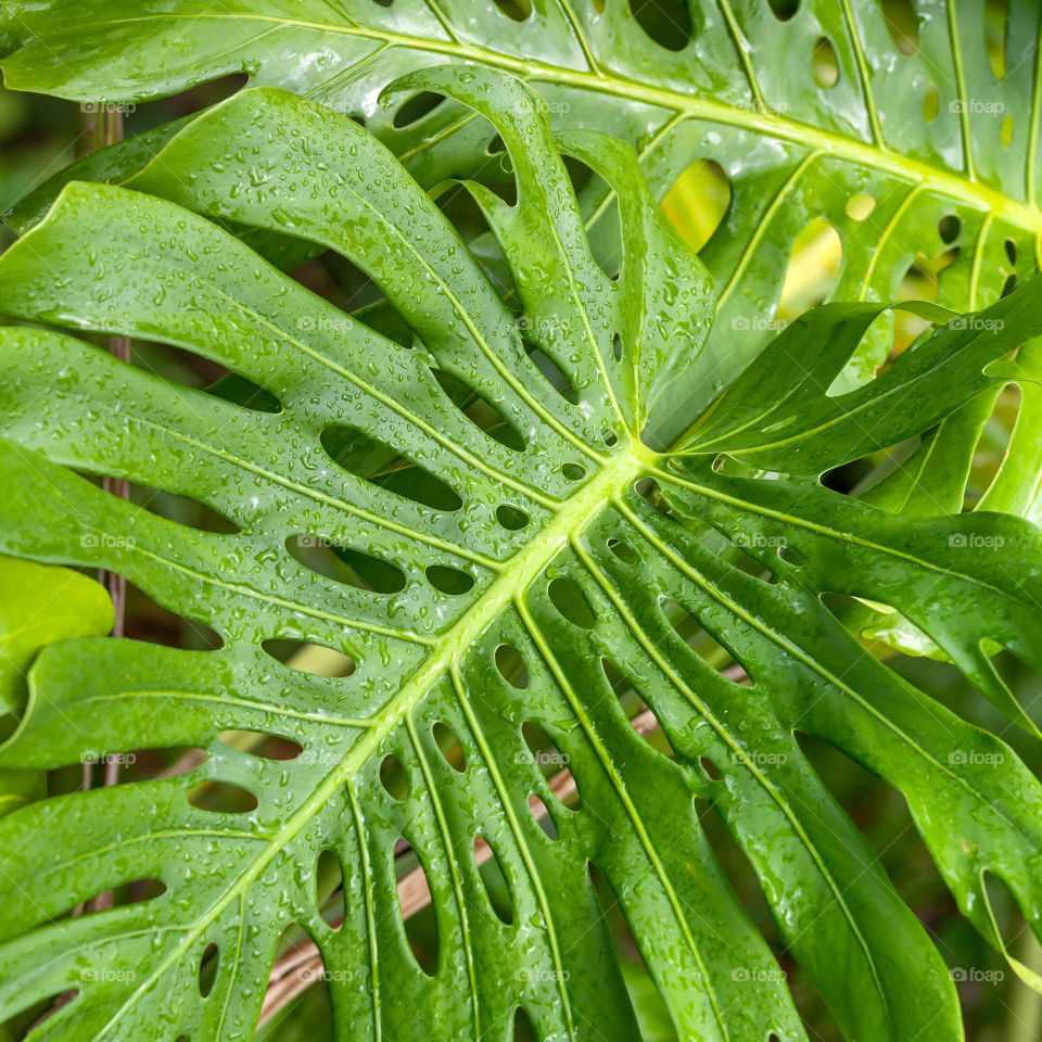 Tropical rainforest juicy green leaves