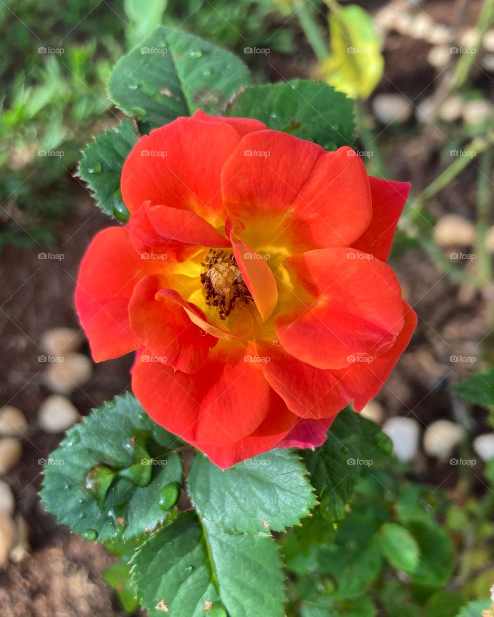 🌹 🇺🇸 Very beautiful flowers to brighten our day.  Live nature and its beauty. Did you like the delicate petals? / 🇧🇷 Flores muito bonitas para alegrar nosso dia. Viva a natureza e sua beleza. Gostaram das pétalas delicadas? 