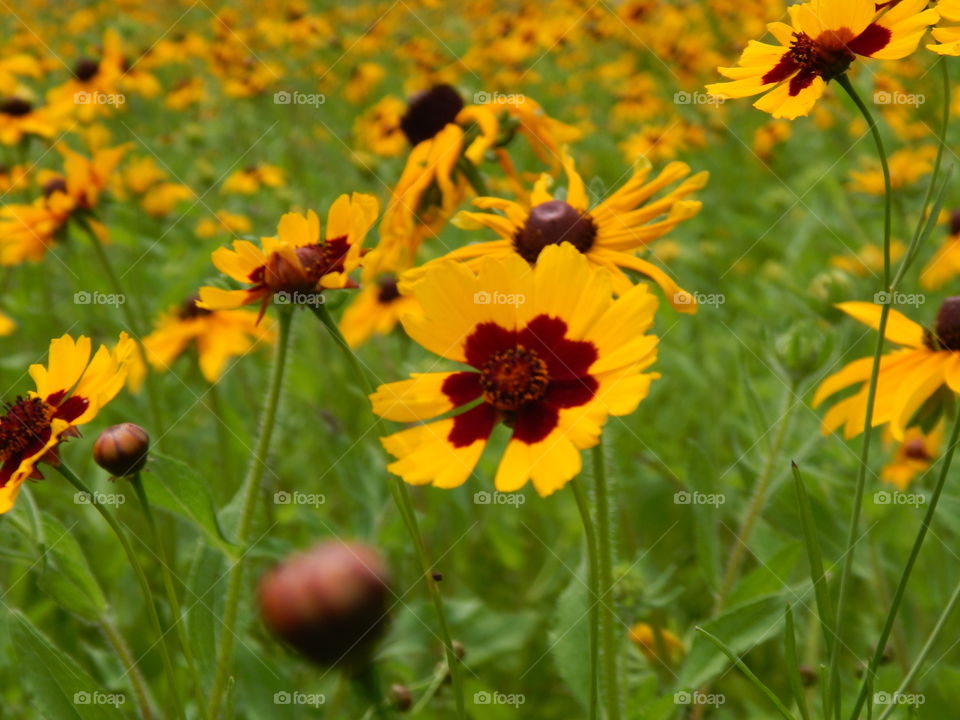 field of yellow wildflowers