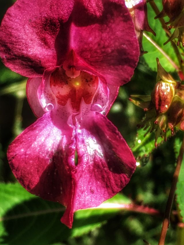 Blume