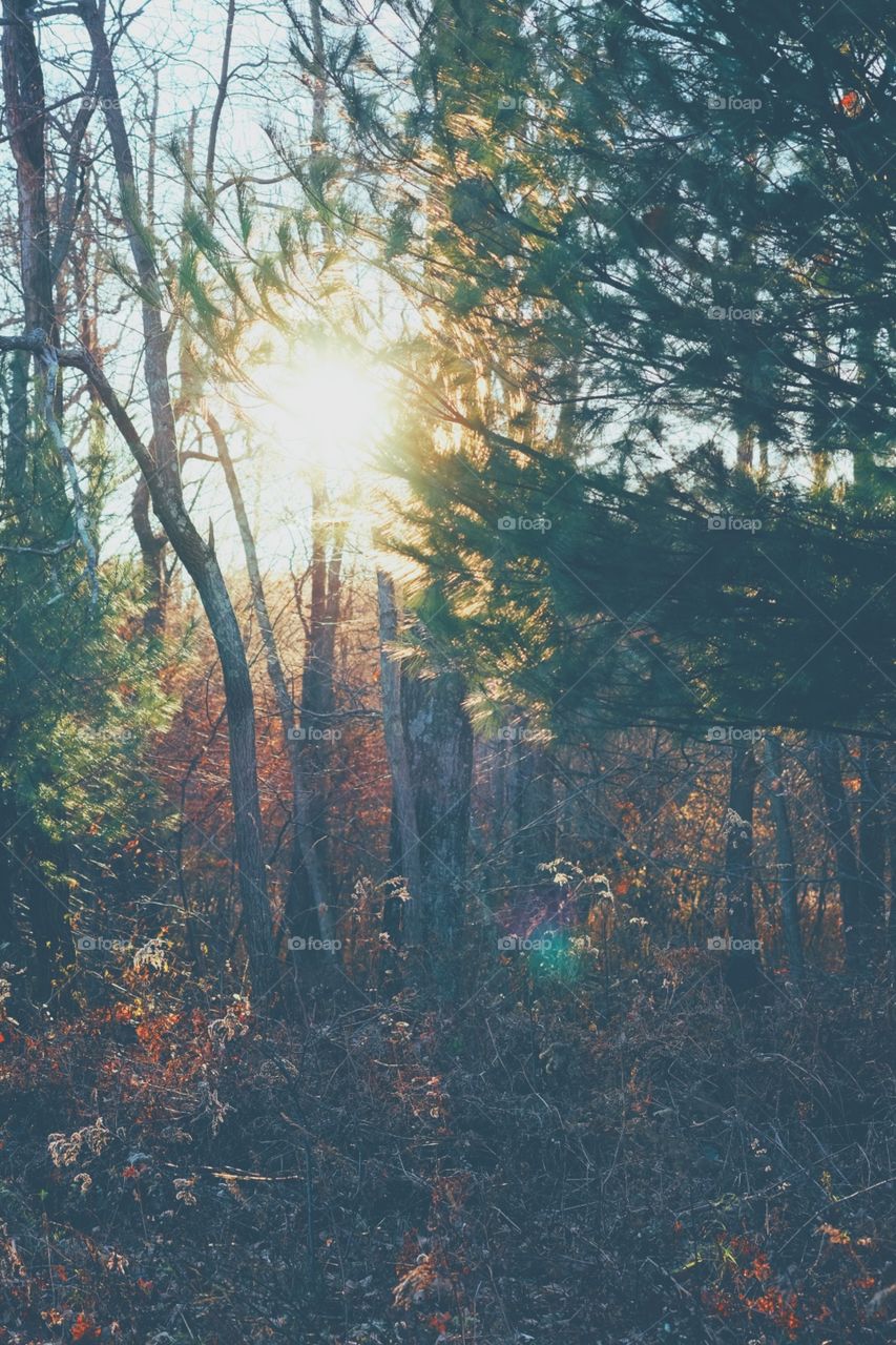 Sunshine in the forest, sun shining through the trees, landscape portrait of New York, upstate New York hiking, Autumn hike in the Catskill Mountains, Finding peace in the woods, Through the trees, Silhouetted trees 