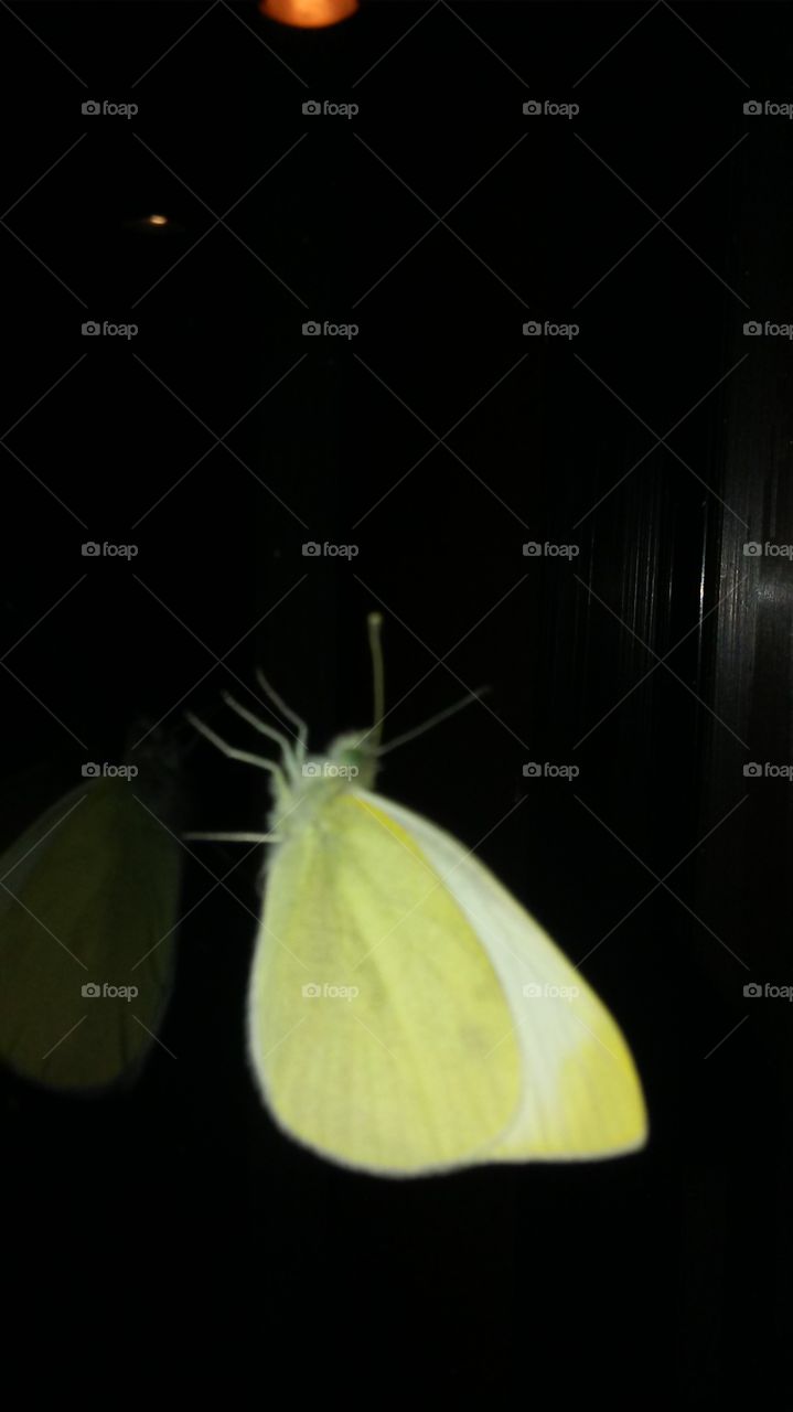 more moth