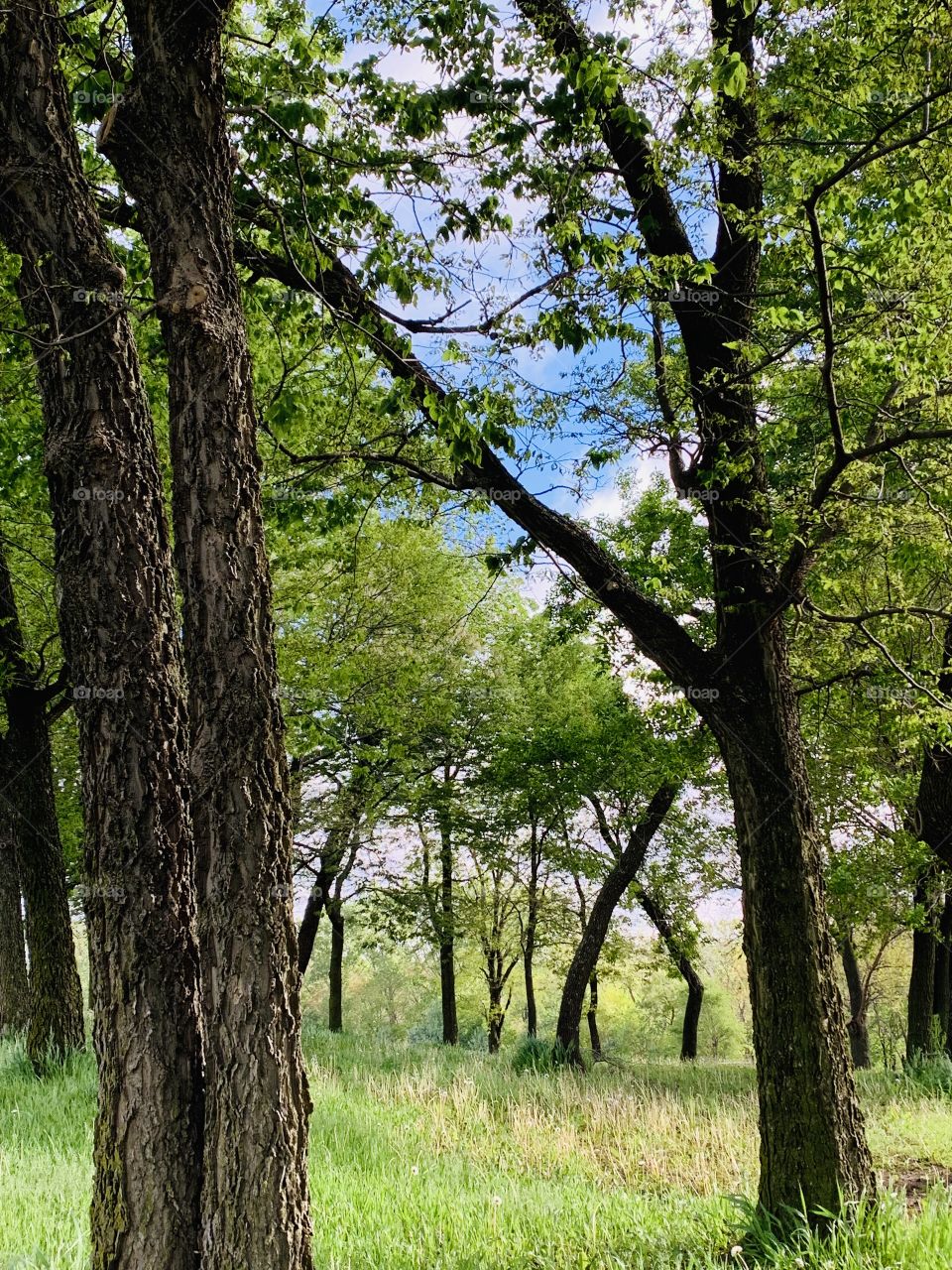 Grove of tall trees in a grassy field with a bright blue sky overhead in spring